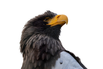 Portrait of a bald eagle, isolate