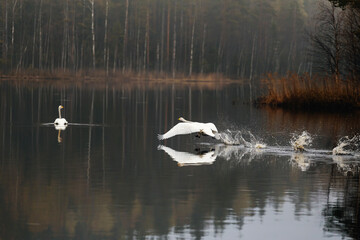 A Swan runs across the water to another Swan