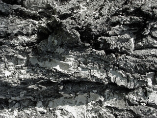 High contrast monochromatic tree bark texture. Abstract floral pattern.