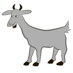 Gray goat on a white background.