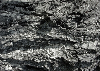 High contrast monochromatic tree bark texture. Abstract floral pattern.