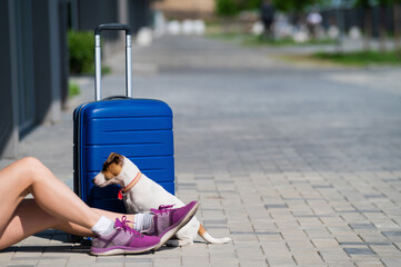 Faceless woman dressed in shorts is sitting on the sidewalk with a pet. A dog at the feet of its...