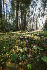 Fototapeta premium A close up of a flower garden