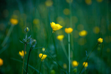 Yellow flower buttercup. Green natural background. Blur, selective focus. Place for text. Summer flower.