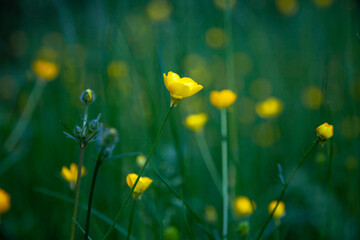 Obraz premium Yellow flower buttercup. Green natural background. Blur, selective focus. Place for text. Summer flower.