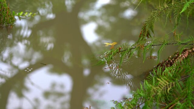 the pond with the tree branch, swimming fish, gerridae drive appear on the water surface at the noon.