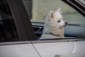 Dog In The Car - 356485753