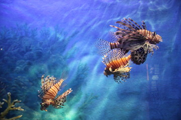 fish in aquarium