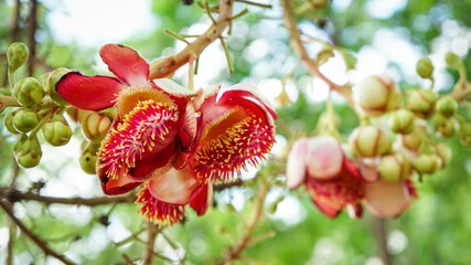 Couroupita guianensis, Cannonball tree flowers,Red flower.