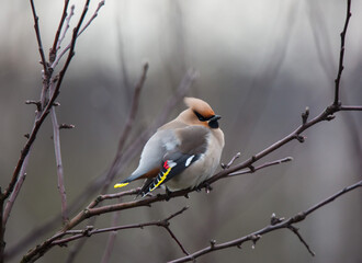 Bohemian waxwing colourful tufted bird perching in a cold spring day