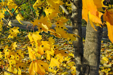 Yellow leaves of maple with black spots affected by micromycete fungus.
