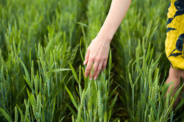 Picture of female woman’s hand touching young green wheat spikes in field. Concept of great harvest and productive seed industry. Concept of love of nature