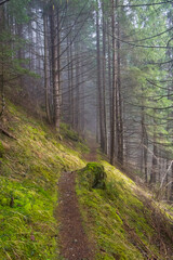 Hillside trail in the fog.