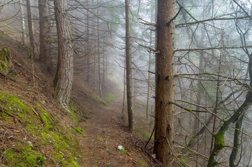 Hillside trail in the fog.