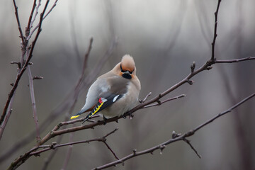 Bohemian waxwing colourful tufted bird perching in a cold spring day
