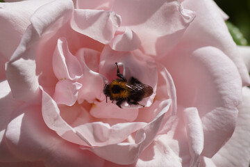 A pale pink flower of a climbing rose (Rosa New Dawn) with in the middle of the flower a bumblebee (Bombus) of the family Apidae. In late spring in a Dutch garden.