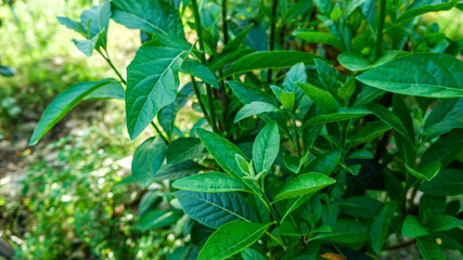 Gymnanthemum extensum leaves are medicinal plants to treat diabetes.