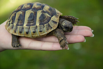 Turtle In The Palm Of Hand 01 - 356487192