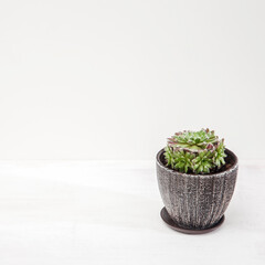 Succulent in a ceramic pot on a white background. Space for text.