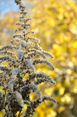 Fototapeta premium Dried inflorescences and seeds of yellow goldenrod on a blurred background of autumn foliage and blue sky. Macro photo of flowers. 