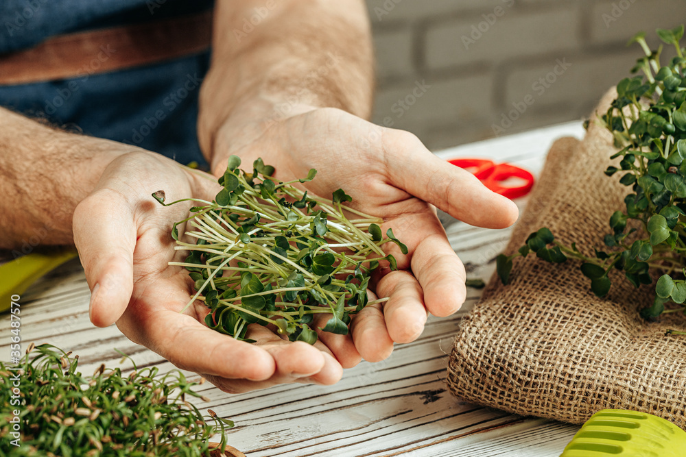 Wall mural male hands holding micro green sprouts, close up