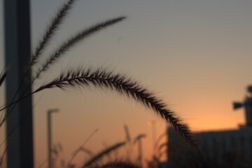 Fototapeta premium sunset in the field