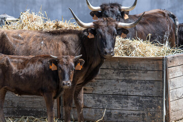 una vaca madre junto a su hijo 