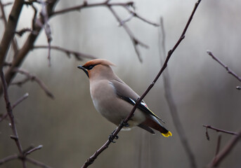 Bohemian waxwing colourful tufted bird perching in a cold spring day