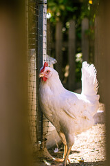 brown and white chickens in the corral