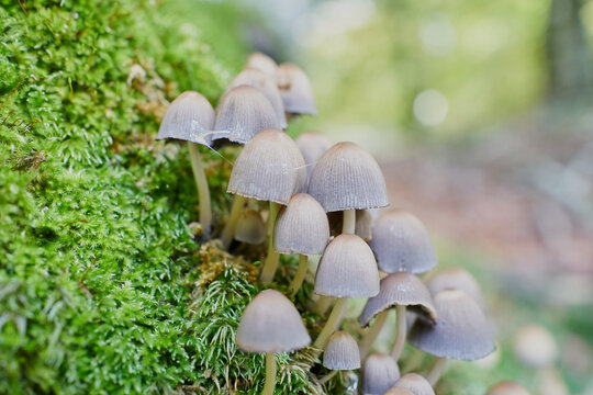 Psilocybe Mushrooms In A Beech Tree Trunk