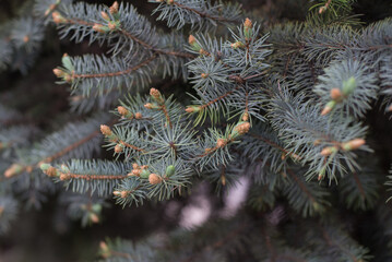 Young needles of green spruce in spring