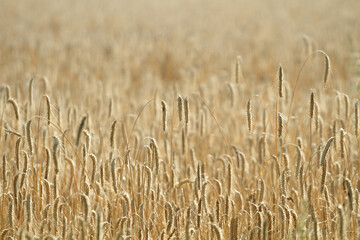 Kłosy pszenicy, pole uprawne © Jan
