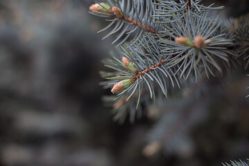 Young needles of green spruce in spring
