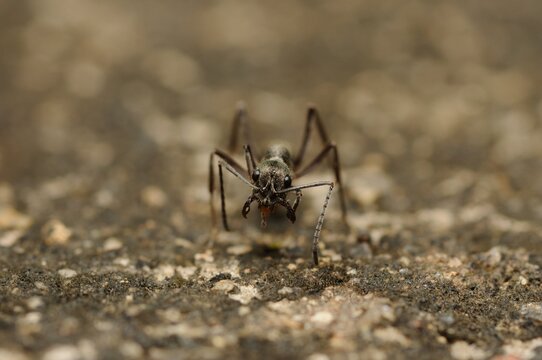 Ant on A wall having a blurred background