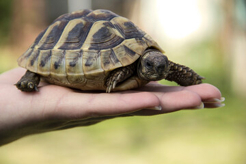 Turtle In The Palm Of Hand 02 - 356488327
