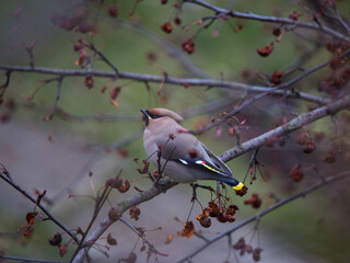 Bohemian waxwing colourful tufted bird perching tree with red berry in a cold spring day
