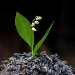one flower of the white Lily of the valley makes its way through the burnt earth