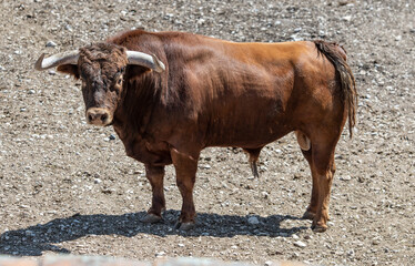 un espectacular toor bravo de color marron