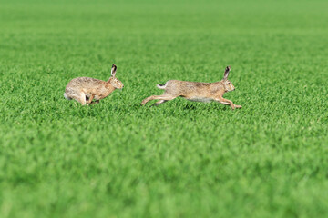 fighting hares in the middle of a green field