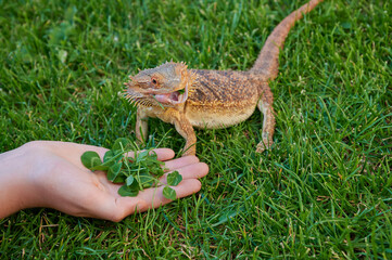 girl is feeding a bearded dragon (Bartagame) with clover on the green grass
