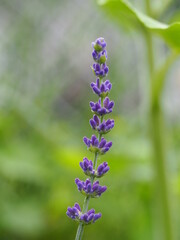 Obraz premium Lavender blooming in a Spring garden