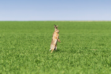 The european brown hare (Lepus europaeus) in the middle of the green field during spring months.