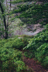 Path though a mystical forest in Saxon Switzerland, Germany covered by leaves