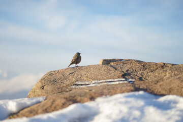 Bird on a rock with snow in winter