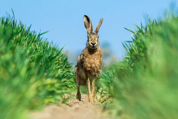 Lepus. Wild European Hare ( Lepus Europaeus ) Wild Brown Hare Sitting On The Green Grass Under The Sun. Young European Brown Hare Among Green Wheat