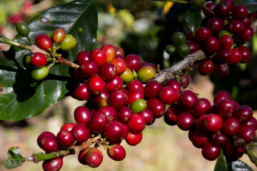 Kaffeekirschen an der Kaffeepflanze