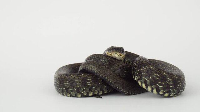 Snake viper on a white background