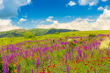 Fototapeta premium Green mountains and bright wildflowers of violet color on a sunny summer day, landscape of Armenia