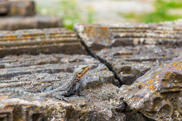 Close-up of a lizard on an ancient ruined stone