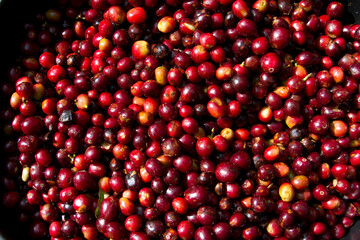 Kaffeekirschen